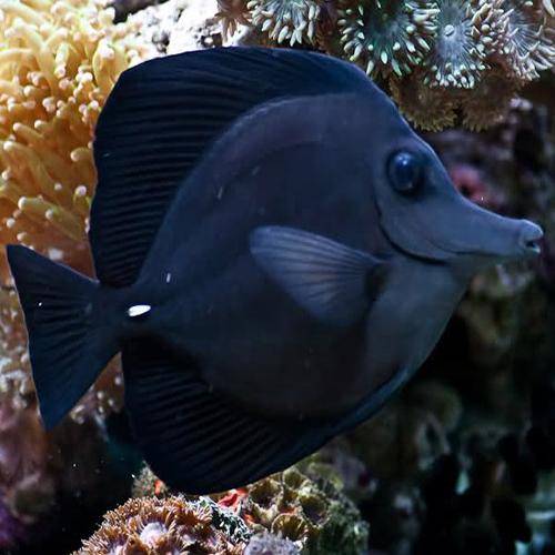 Tang Rio Ack Black Tang (Tahiti Special Grade) Size: L 5