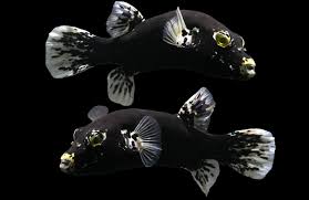 Rare Solomon Islands Midnight Snow Dogface PufferFish Size: M 3" to 4"