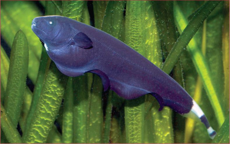 Black Ghost Knife Fish Size: 3" Approx