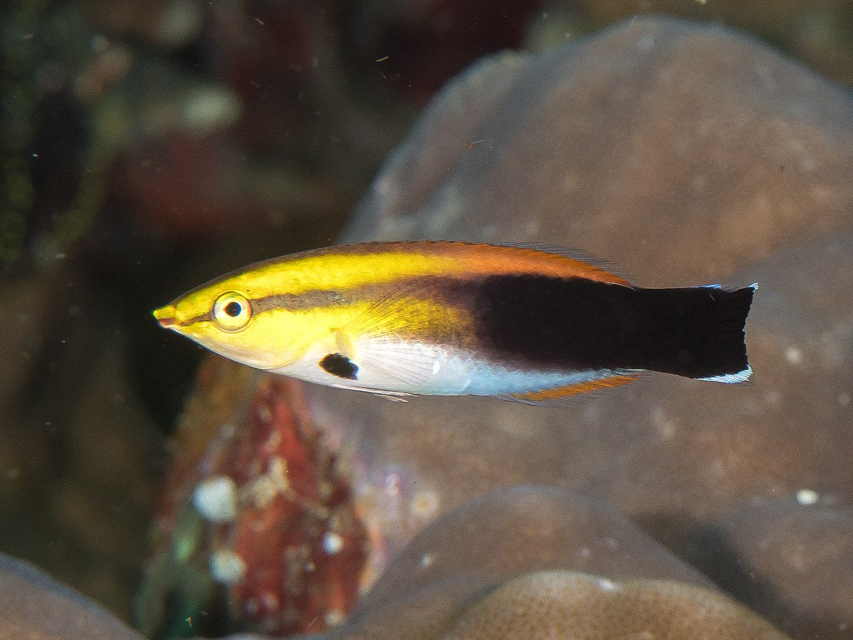 Golden Cleaner Wrasse Solomon Islands Size: L 2" to 2.5"
