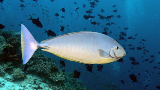 Black Tongue Blue Tail Unicorn Tang Size: L 5" to 6"