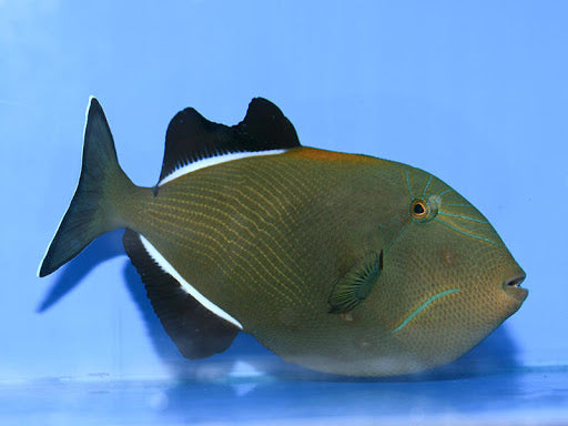 Black Triggerfish Size: XL 5" to 7"