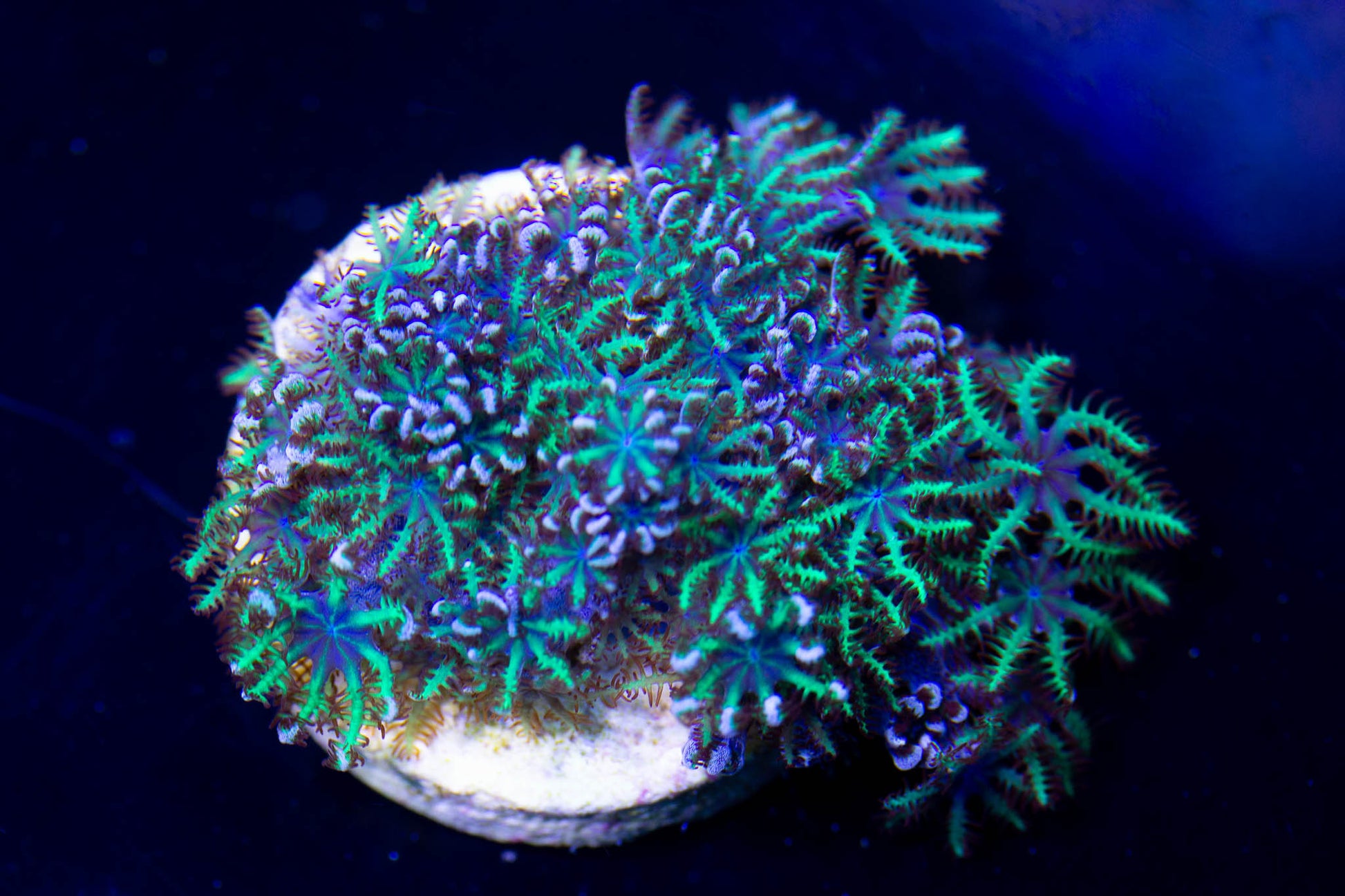 Neon Aussie Blue/Green Sympodium Polyp Size: M 0.75" to 1" Frag - Violet Aquarium 