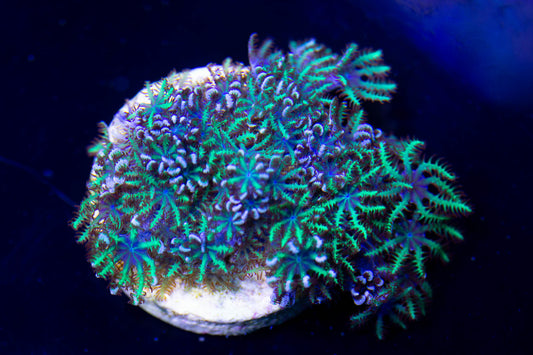 Neon Aussie Blue/Green Sympodium Polyp Size: M 0.75" to 1" Frag - Violet Aquarium 