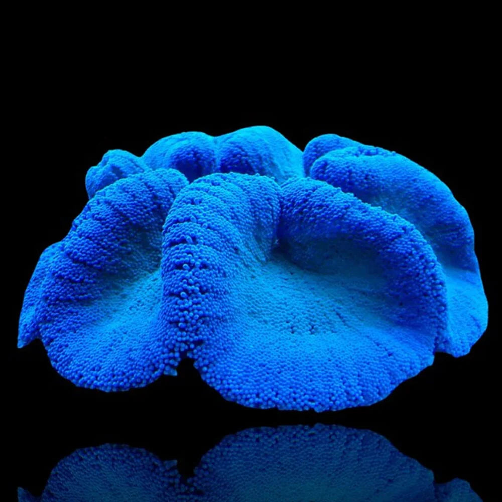 Blue Carpet Anemone Size L 4" to 5"