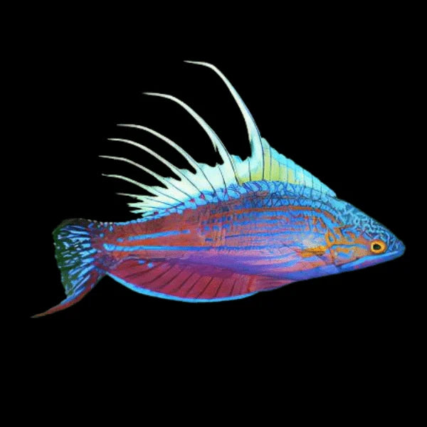 Blue Flasher Wrasse Size: L 1.75" to 2.5"