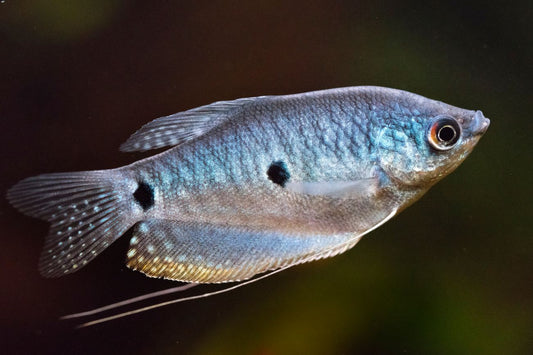 Blue Gourami Size: S 2" to 2.5"