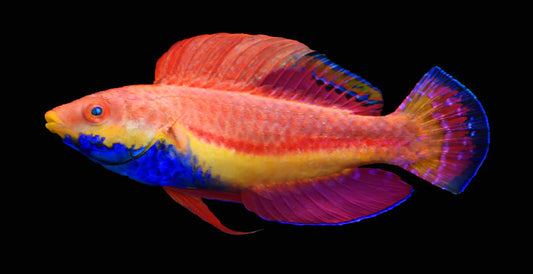 Sailfin Wrasse - Violet Sea Fish and Coral