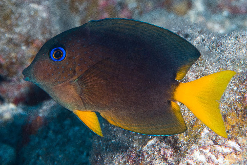 Blue Eye Tang - Violet Aquarium