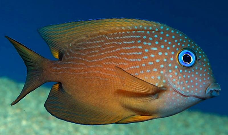 Blue Eye Tang - Violet Aquarium