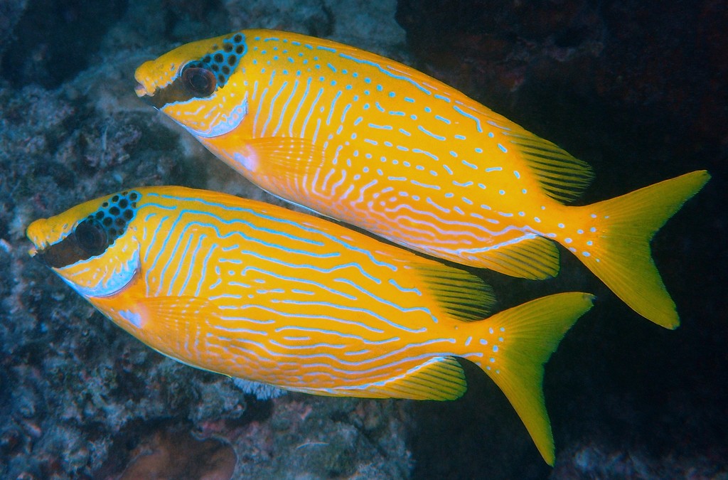 Blue Lined Rabbitfish - Violet Aquarium