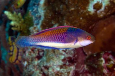 Blue Sided Fairy Wrasse - Violet Sea Fish and Coral