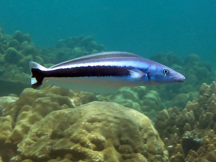 Tilefish – Violet Aquarium