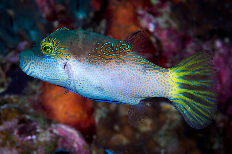 Blue Dot Toby Pufferfish  Size: L 2" to 3"