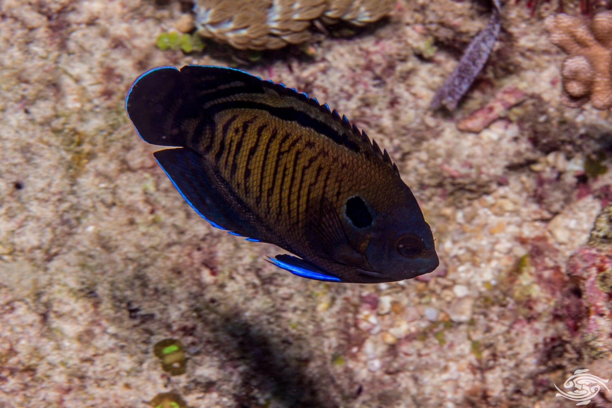 Blue Fin Angelfish - Violet Aquarium