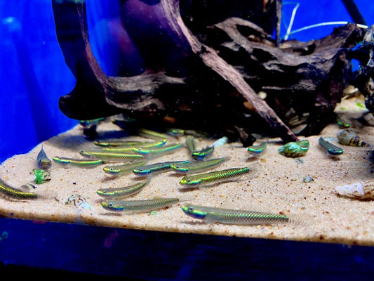 Neon Goby