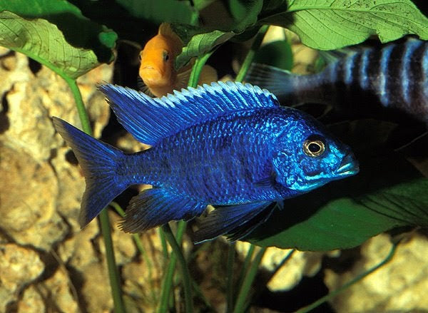 Blue Peacock Cichlid