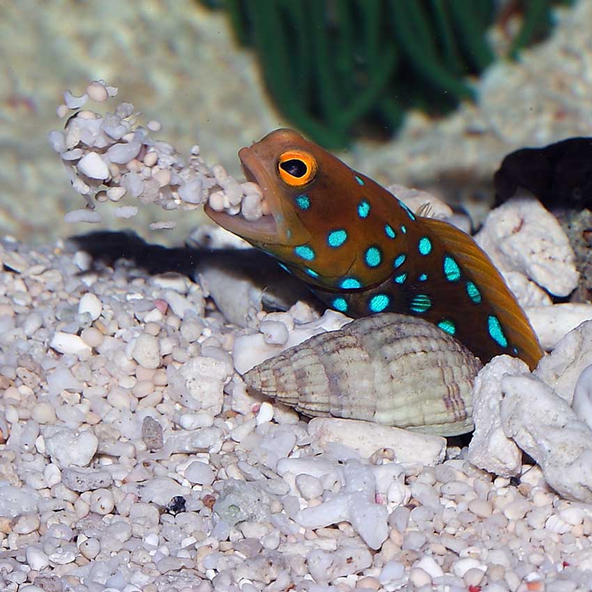 Blue Spotted Jawfish Size: M 2" to 3"