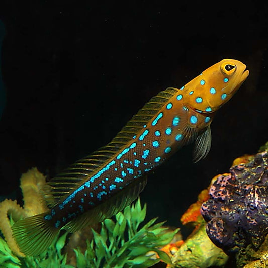 Blue Spotted Jawfish Size: M 2" to 3"