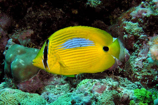 Bluespot Butterflyfish - Violet Sea Fish and Coral