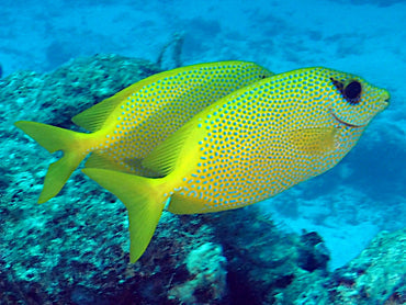 Blue Spotted Rabbitfish Size: L 4" to 5"