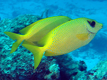 Blackeye Golden Spotted Rabbitfish Size: M 2" to 3"