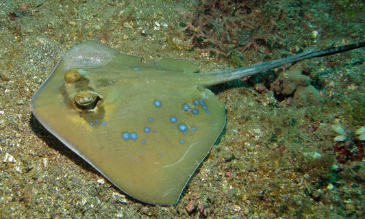 Kuhl's Masked Blue Spotted Sting Ray (Traingular Body Shape) Size: ML