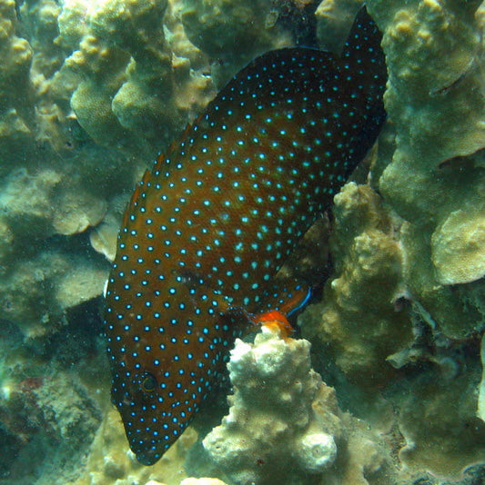 Argus Grouper Size: L 5" to 6"