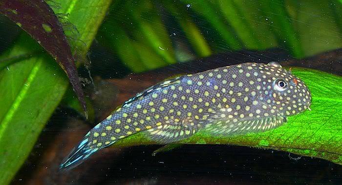 UFO Loach