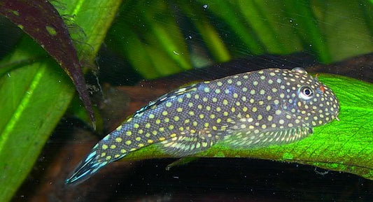 UFO Loach