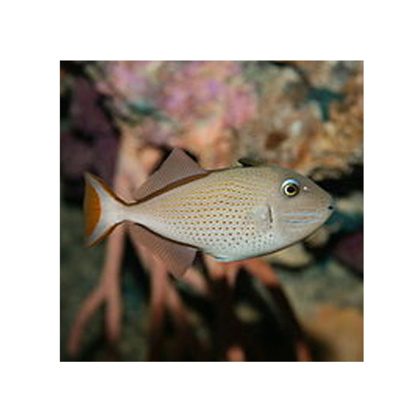 Female Blue Throat Triggerfish (Reefsafe) Size: M 2" to 3" - Violet Aquarium 