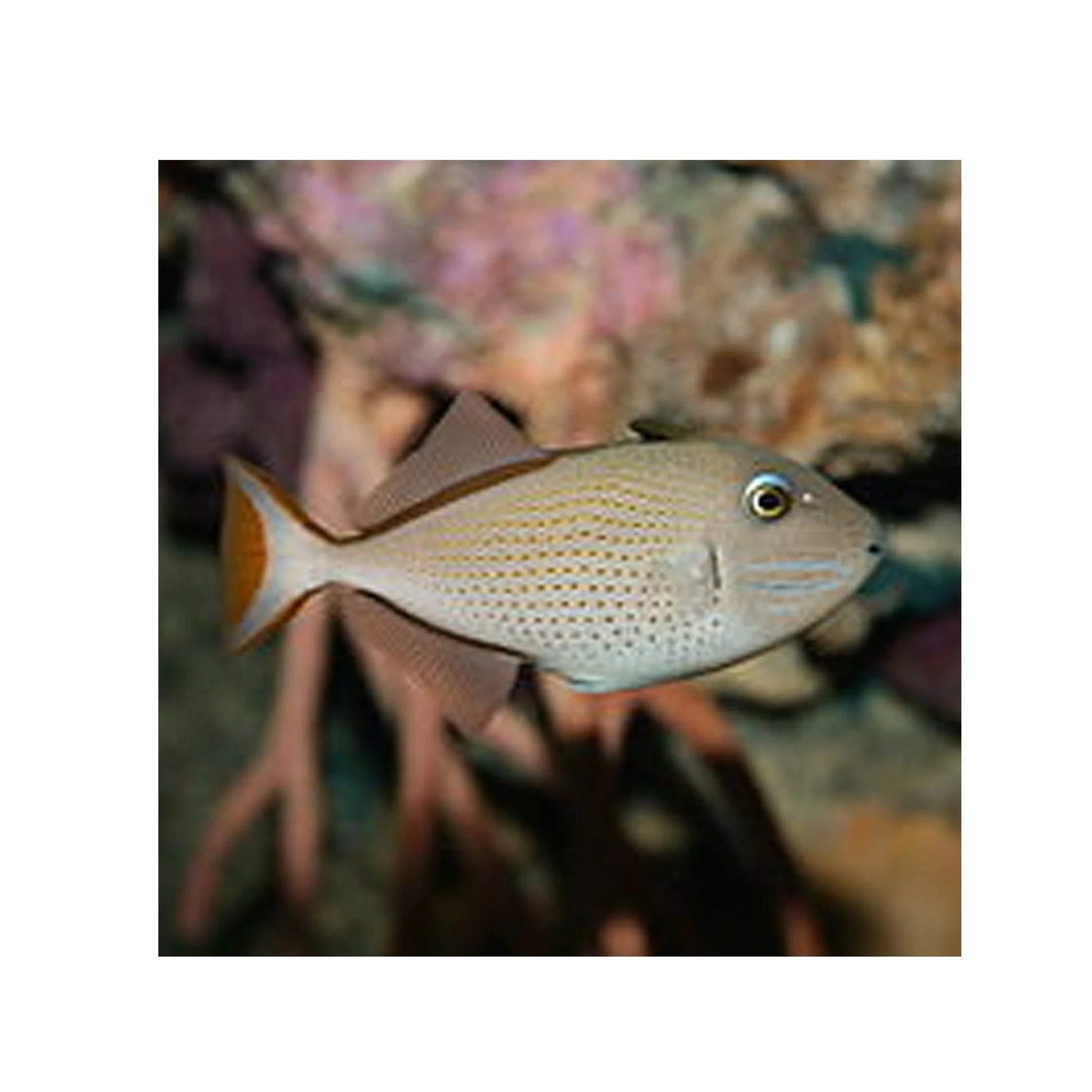 Female Blue Throat Triggerfish (Reefsafe) Size: M 2" to 3" - Violet Aquarium 