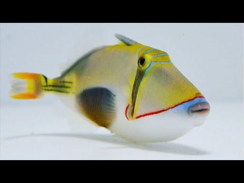 Bursa Triggerfish - Violet Sea Fish and Coral