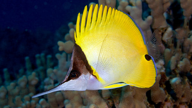 Yellow Longnose Butterflyfish - Violet Aquarium