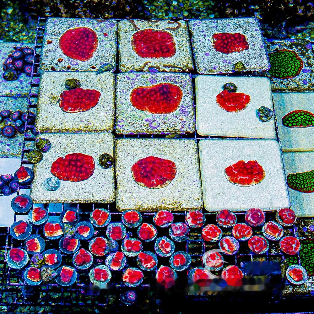 Solar Flare Favia Frag (Aquacultured) Size: M 0.75” to 1” Approx Frag