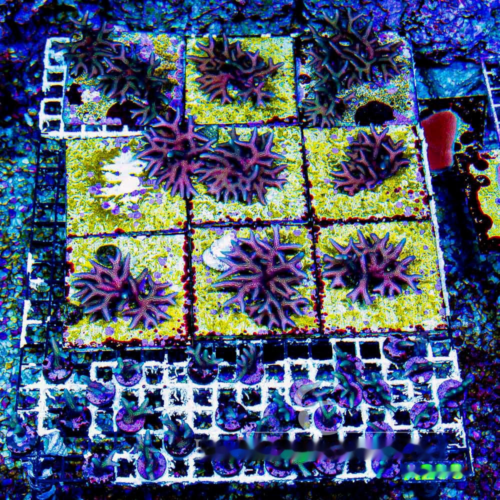 Twisted Birdsnest Frag (Aquacultured) Size: M 0.75” to 1” Approx Frag