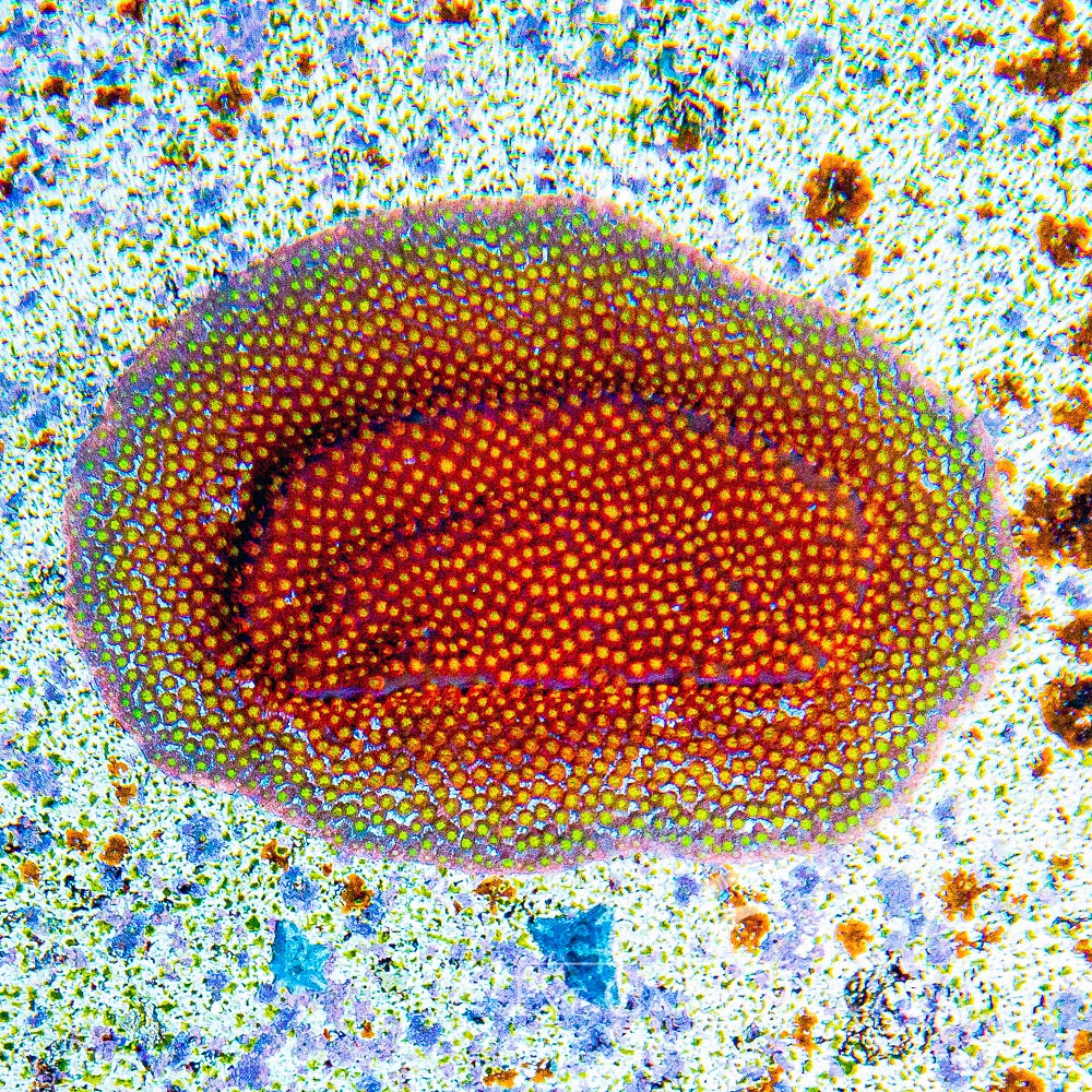 Twisted Metal Stylocoeniella Frag (Aquacultured) Size: M 0.75" to 1" Approx Frag