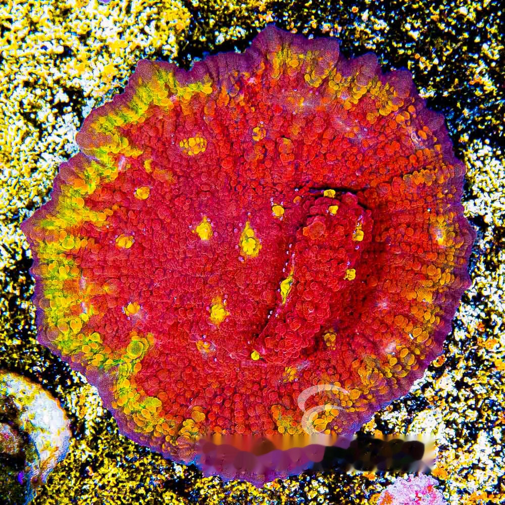 Golden Flame Chalice Frag (Aquacultured) Size: M 0.5" to 0.75" Approx Frag