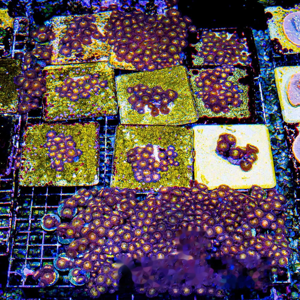 Aquacultured Pandora Zoanthid Frag (4+ Polyp Average) Size: M 0.75” to 1” Frag