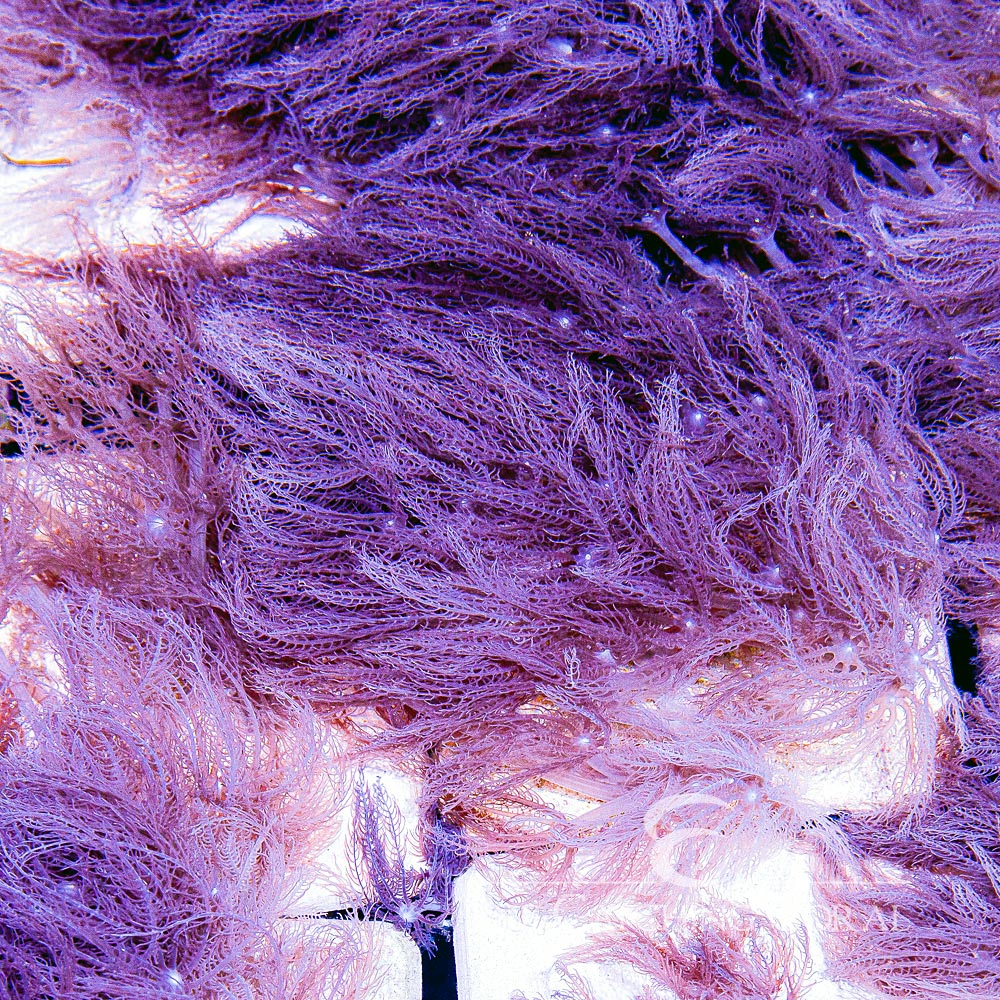 Waving Hand Anthelia Big Frag (Aquacultured) Size: M 0.75" to 1" Approx Frag