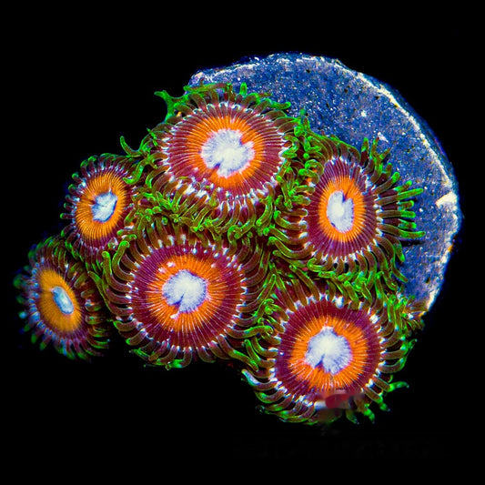 Aquacultured Tidal Gardens C-137 Zoanthid Frag (4+ Polyp Average) Size: M 0.75” to 1” Frag