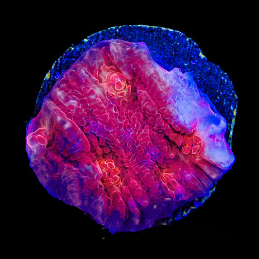 Fireball Chalice Frag (Aquacultured) Size: M 0.75” to 1” Approx Frag