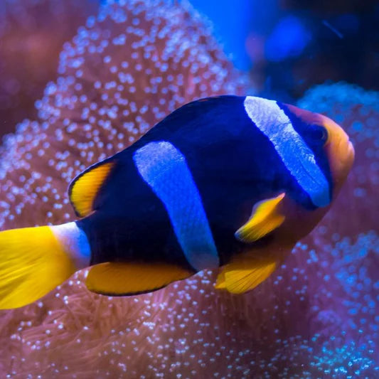 Rare Tonga Island Orangetail Bluestripe Clownfish Size: L 2" to 3"