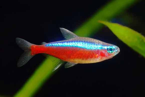 Cardinal Tetra