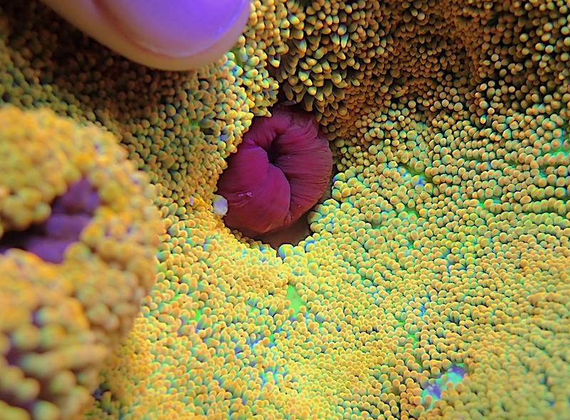 Yellow Haddon's Carpet Anemone Size: S 2" to 4"
