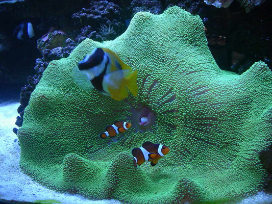 Carpet Anemone - Violet Sea Fish and Coral