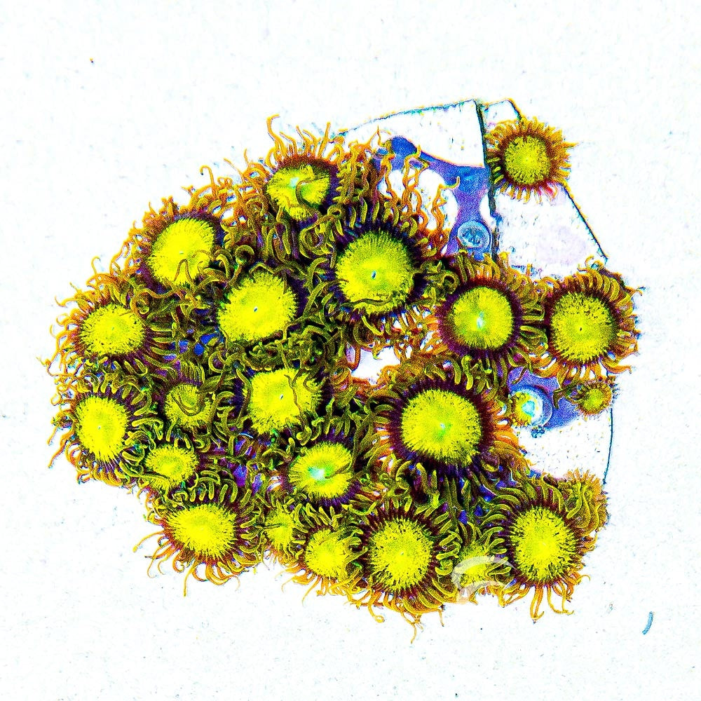 King Midas Zoanthid Frag (4+ Polyp Average, Aquacultured) Size: M 0.75” to 1” Approx Frag