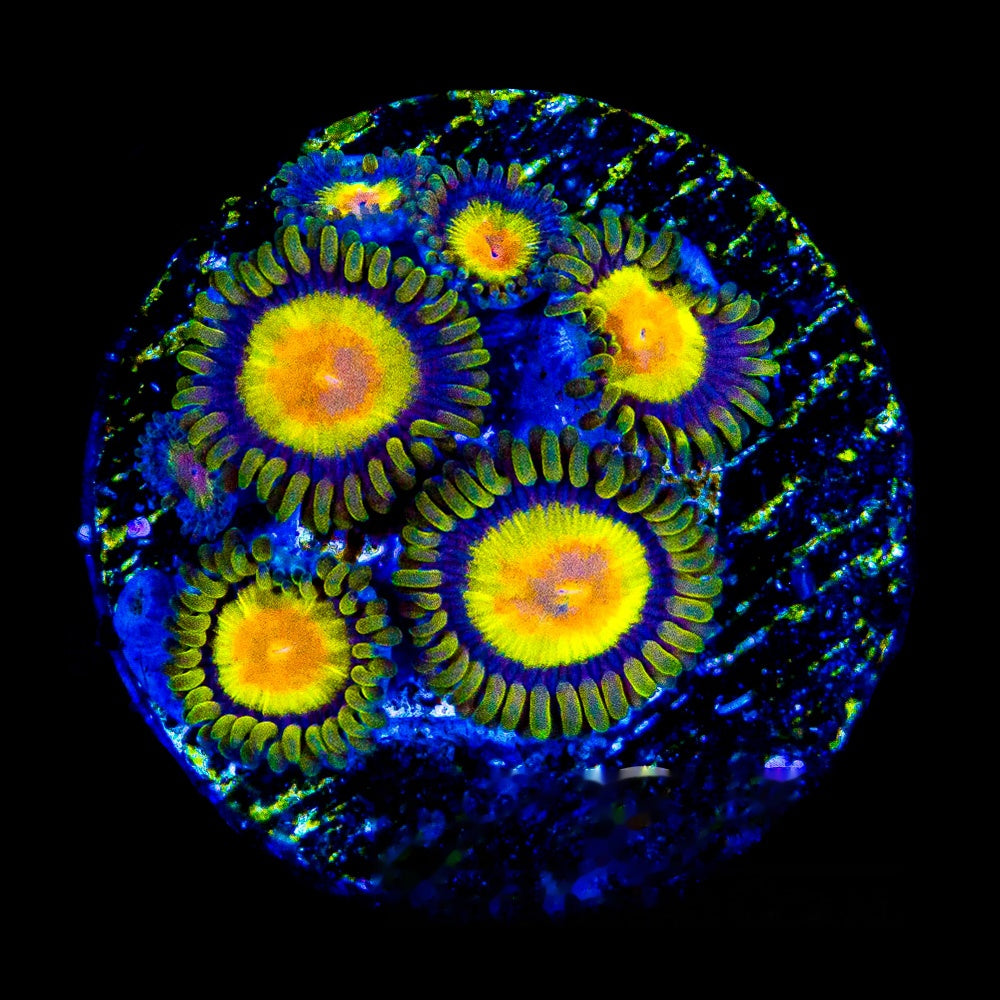 Aquacultured Tutti Frutti Zoanthid Frag (4+Polyp Average) Size: M 0.75” to 1” Frag