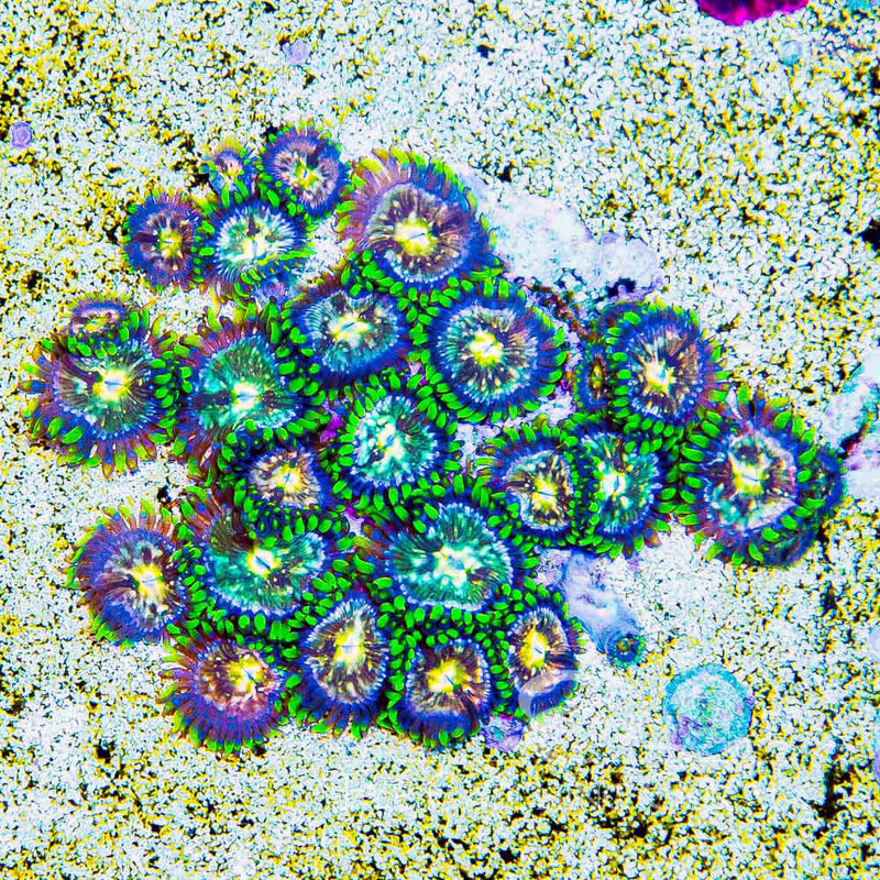 Nirvana Zoanthid (Aquacultured) Size: M 0.75" to 1" Approx Frag - Violet Aquarium 