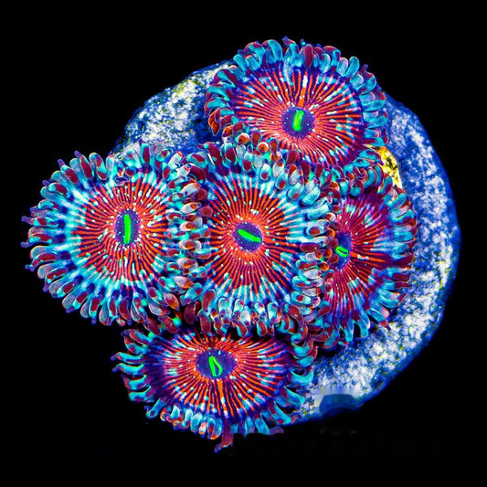Seduction Zoanthid Frag (2+ Polyp Average, Aquacultured) Size: M 0.75” to 1” Approx Frag